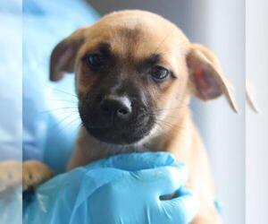 Mutt Dogs for adoption in San Antonio, TX, USA