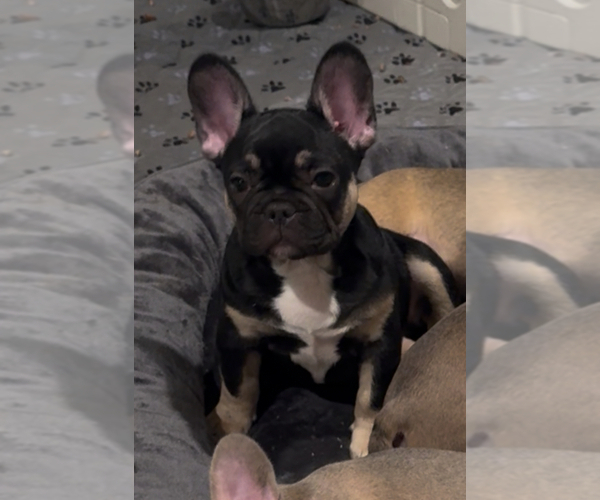 Medium Photo #1 French Bulldog Puppy For Sale in WALDORF, MD, USA