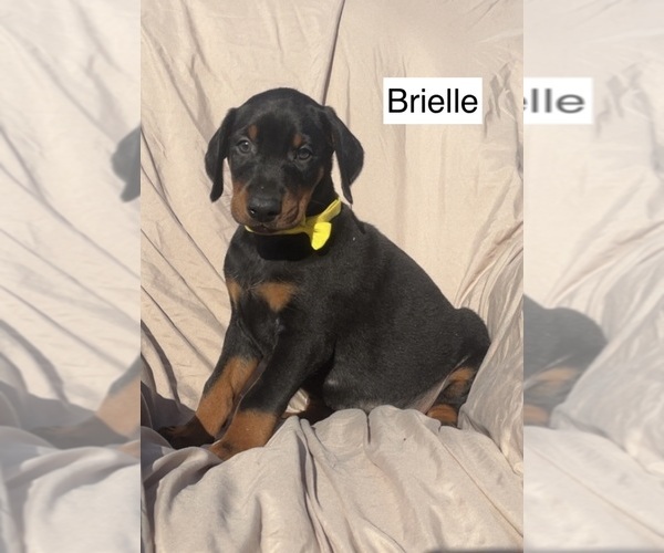 Medium Photo #6 Doberman Pinscher Puppy For Sale in POMEROY, OH, USA