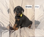 Small #5 Doberman Pinscher