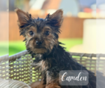 Small #13 Yorkshire Terrier