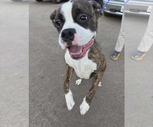 Medium Photo #1 Boxer Puppy For Sale in Dumont, NJ, USA