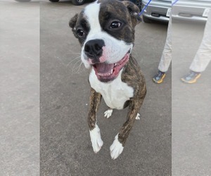Boxer Dogs for adoption in Dumont, NJ, USA
