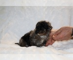 Small #21 ShihPoo