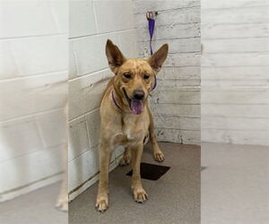 Shepradors Dogs for adoption in San Bernardino, CA, USA