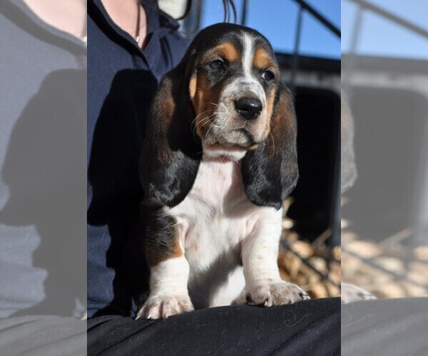 Medium Photo #1 Basset Hound Puppy For Sale in COLORADO SPRINGS, CO, USA