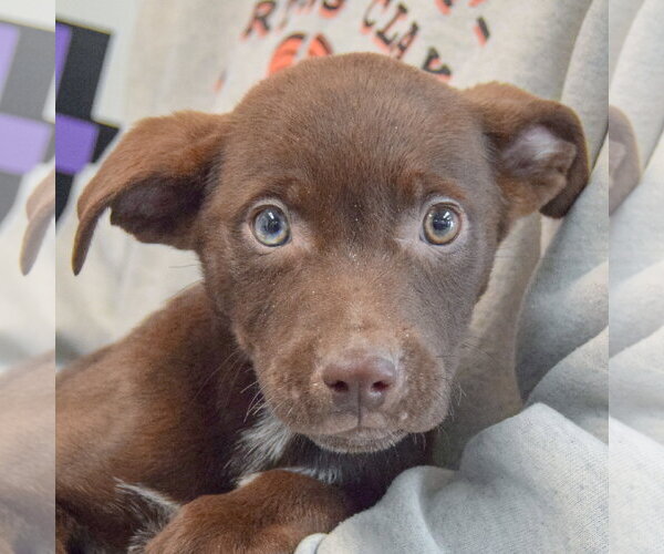 Medium Photo #2 Catahoula Leopard Dog-Labrador Retriever Mix Puppy For Sale in Huntley, IL, USA