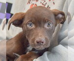 Small #1 Catahoula Leopard Dog-Labrador Retriever Mix