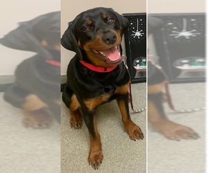 Coonhound-Rottweiler Mix Dogs for adoption in COLUMBIA, MD, USA