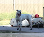 Small Bull-Boxer