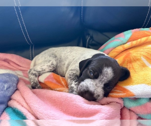 Medium Photo #1 German Shorthaired Pointer Puppy For Sale in MARSHFIELD, MO, USA