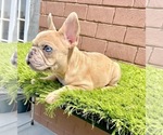 Small Photo #101 French Bulldog Puppy For Sale in CHICAGO, IL, USA