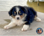 Puppy 1 Miniature Australian Shepherd