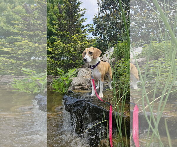Medium Photo #3 Beagle Puppy For Sale in Thomasville, NC, USA