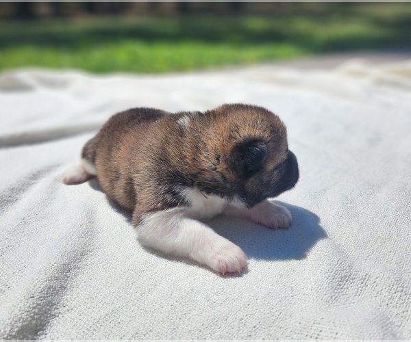 Medium Photo #1 Akita Puppy For Sale in STRAFFORD, MO, USA