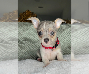 Chihuahua Puppy for sale in CHARLOTTE, NC, USA