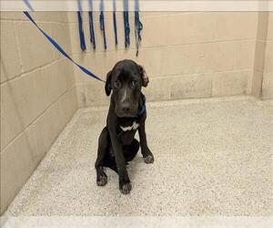 Labrador Retriever-Unknown Mix Dogs for adoption in Conroe, TX, USA