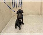Small Labrador Retriever Mix