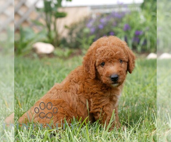 Medium Photo #3 Miniature Labradoodle Puppy For Sale in GORDONVILLE, PA, USA