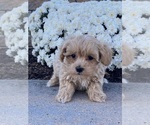 Small Maltipoo