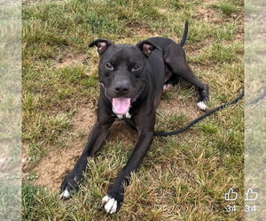 Mutt Dogs for adoption in Evansville, IN, USA