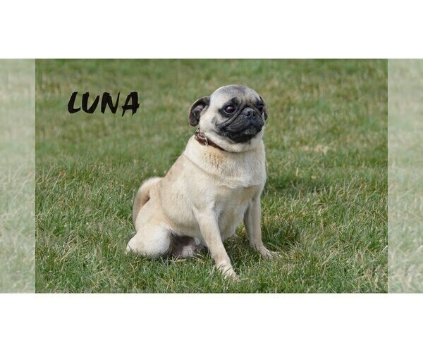 Medium Photo #15 Pug Puppy For Sale in CLARE, MI, USA