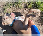 Small Photo #3 Labrador Retriever-Unknown Mix Puppy For Sale in Holly Springs, NC, USA