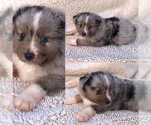 Miniature Australian Shepherd Puppy for sale in BROOKER, FL, USA