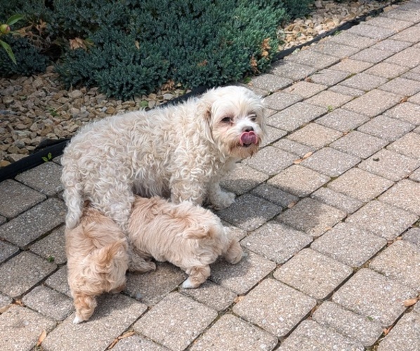 Medium Photo #9 Maltipoo Puppy For Sale in GOSHEN, IN, USA