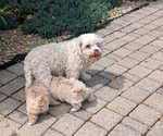 Small #7 Maltipoo