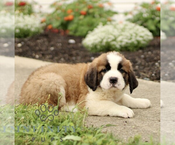 Medium Photo #3 Saint Bernard Puppy For Sale in MARIETTA, PA, USA