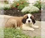 Small #2 Saint Bernard