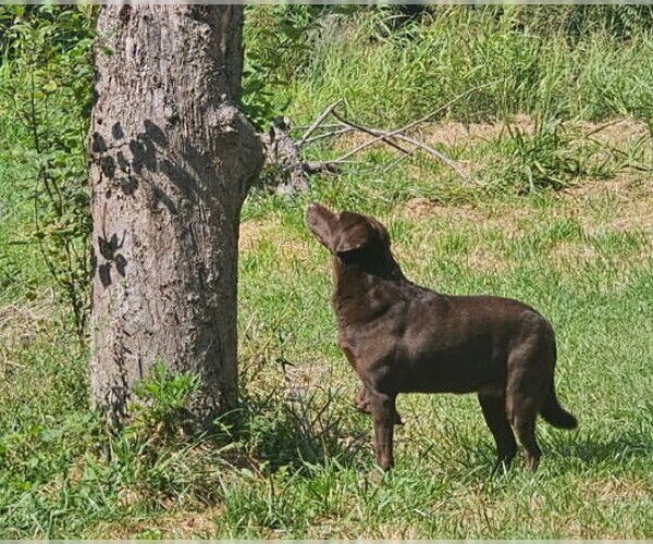 Medium Photo #3 Labrador Retriever Puppy For Sale in Warrington, PA, USA
