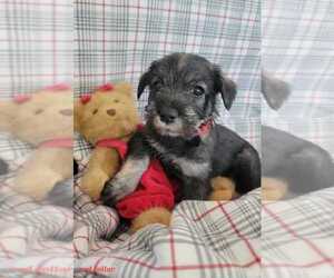 Medium Schnauzer (Standard)