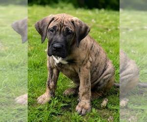 Presa Canario Puppy for sale in ANSON, ME, USA