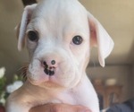 Small Photo #4 Boxer Puppy For Sale in YREKA, CA, USA