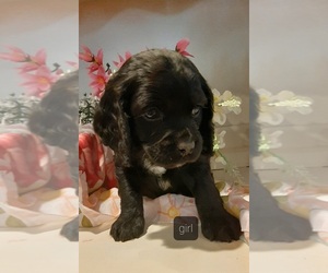 Cocker Spaniel-English Springer Spaniel Mix Puppy for sale in BAYLISS, CA, USA