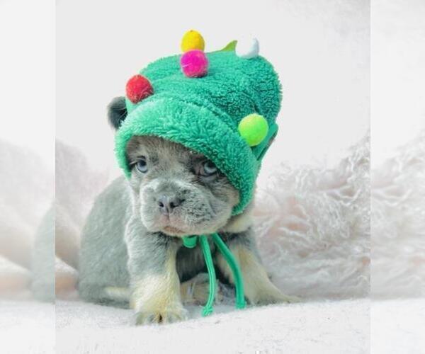 Medium Photo #19 French Bulldog Puppy For Sale in BOCA RATON, FL, USA