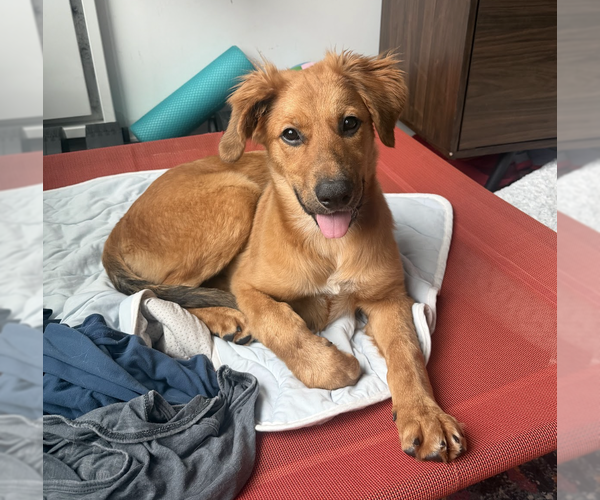 Medium Photo #1 Mutt Puppy For Sale in Brooklyn, NY, USA