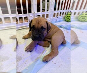 Boerboel Puppy for sale in GREENWOOD, MO, USA