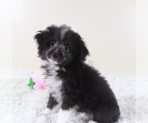 Aussiedoodle Toy Puppy for sale in MOUNT VERNON, OH, USA