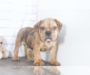 Olde English Bulldogge Puppy for sale in RED LION, PA, USA