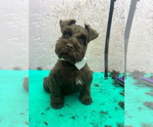 Schnauzer (Miniature) Puppy for sale in SALUDA, SC, USA