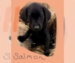 Small Photo #3 Labrador Retriever Puppy For Sale in TYLER, TX, USA