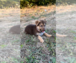 Small Photo #6 German Shepherd Dog Puppy For Sale in BRUSH PRAIRIE, WA, USA