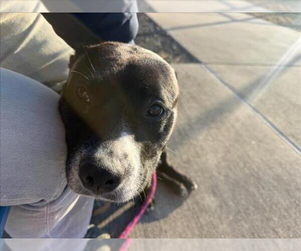 Medium Photo #3 Labrador Retriever-Unknown Mix Puppy For Sale in Derwood, MD, USA