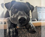 Small #10 American Staffordshire Terrier Mix