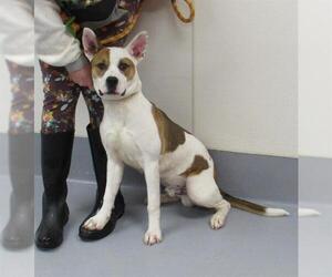 Labrador Retriever-Unknown Mix Dogs for adoption in Louisville, KY, USA