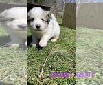 Small Photo #3 Great Pyrenees Puppy For Sale in VILAS, NC, USA