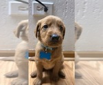 Small Photo #1 Golden Irish Puppy For Sale in MOUNT PROSPECT, IL, USA